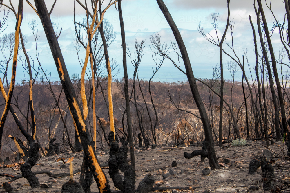 Burnt charred tree trunks and bushland after the bushfire - Australian Stock Image