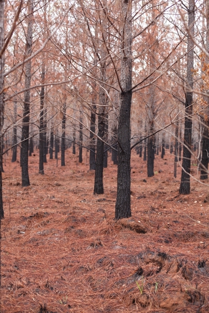 Burnt forest.  Burnt pine trees. - Australian Stock Image