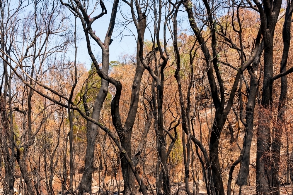Burnt forest with blackened tree trunks - Australian Stock Image