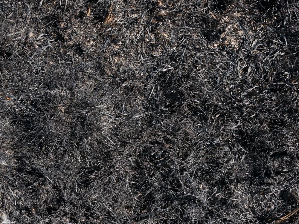 Image of Burnt grass after burning off in a paddock - Austockphoto