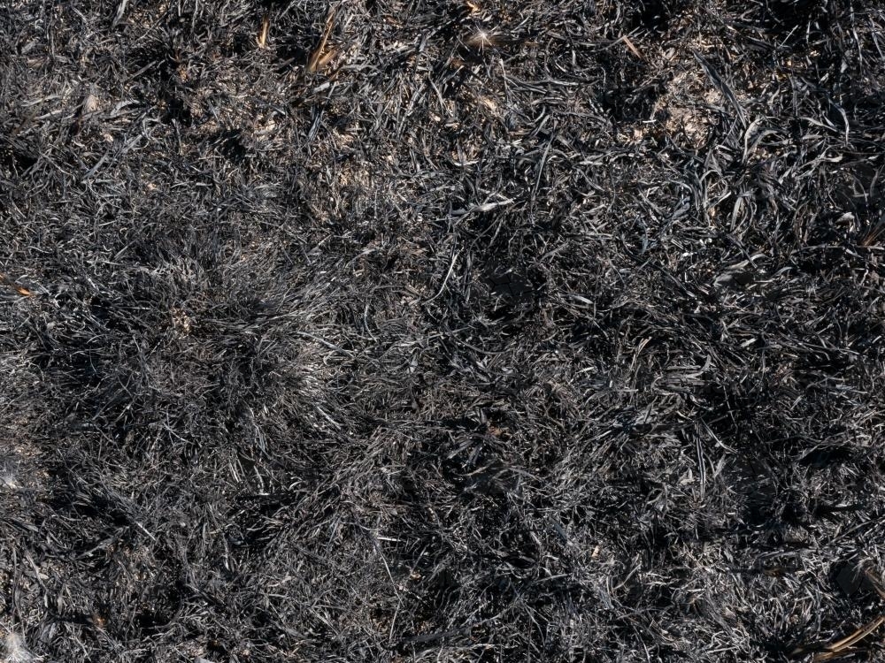 Burnt grass after burning off in a paddock - Australian Stock Image