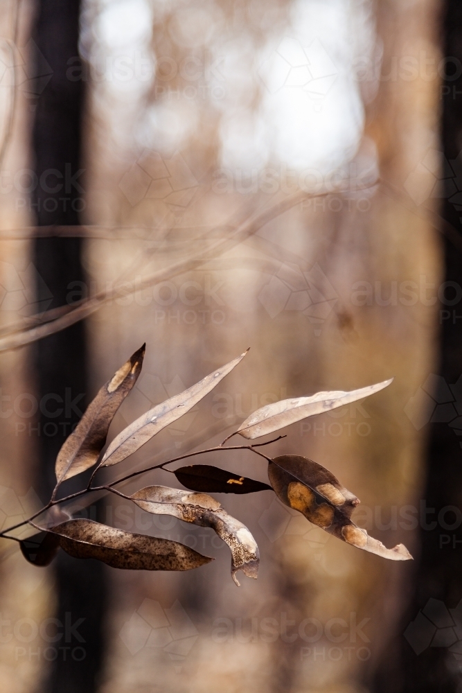 Burnt gum leaves left behind by a bushfire - Australian Stock Image