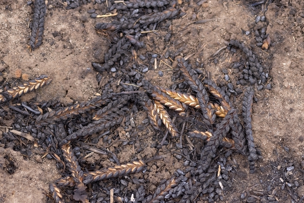 burnt heads of barley on the ground after farm fire - Australian Stock Image