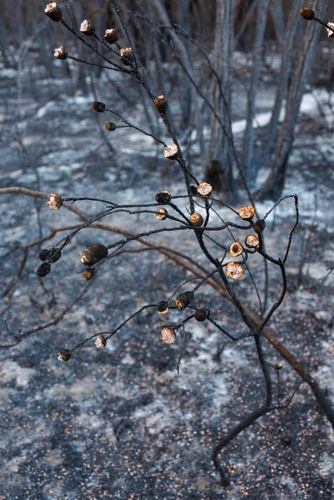 burnt isopogon bushes after bushfire in natural environment - Australian Stock Image