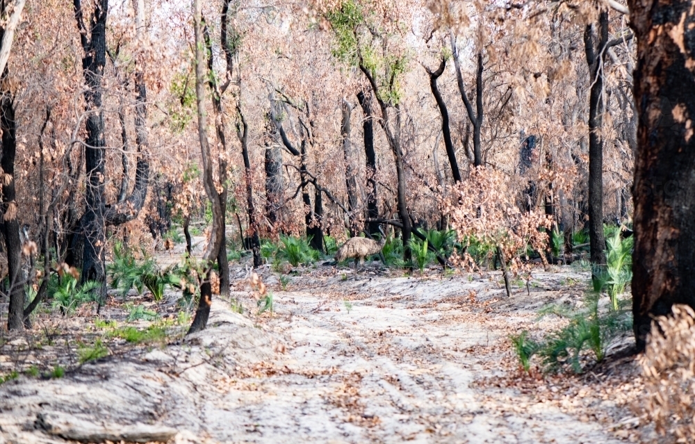 Burnt out area from bushfires with emu. - Australian Stock Image