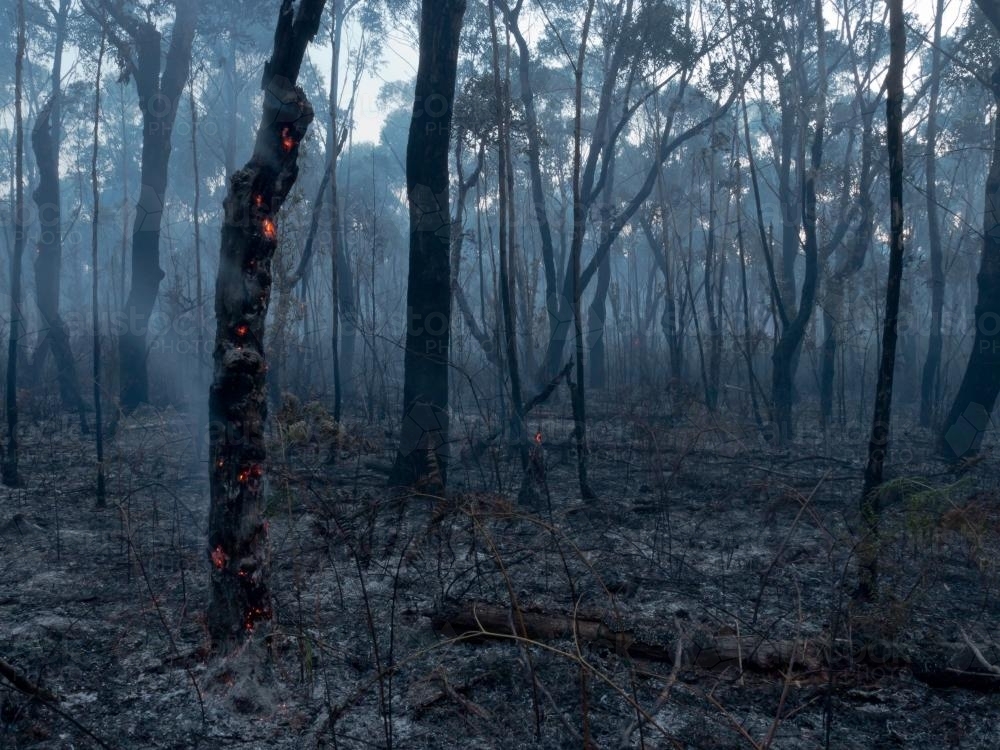 Burnt out forest with smoke and embers - Australian Stock Image