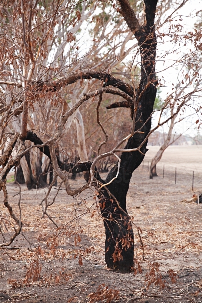 Burnt out tree after a bush fire in Moyston, Victoria - Australian Stock Image