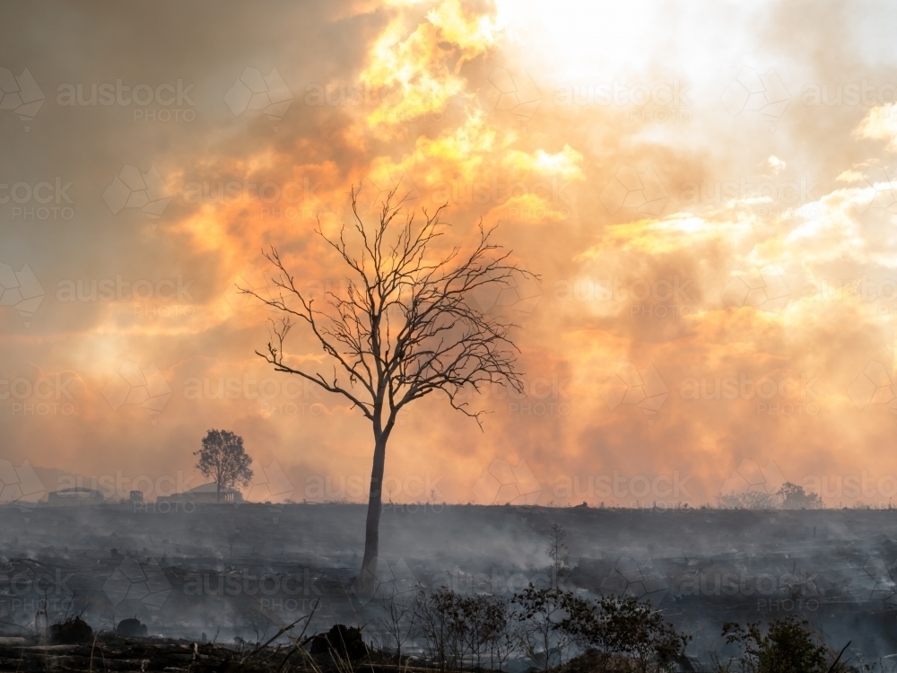 Burnt tree silhouetted against yellow orange billowing smoke - Australian Stock Image