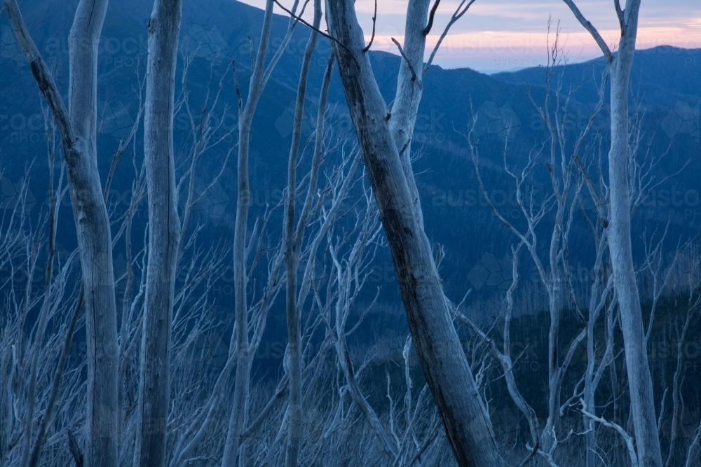 Burnt tree skeletons against blue dusk mountainside - Australian Stock Image