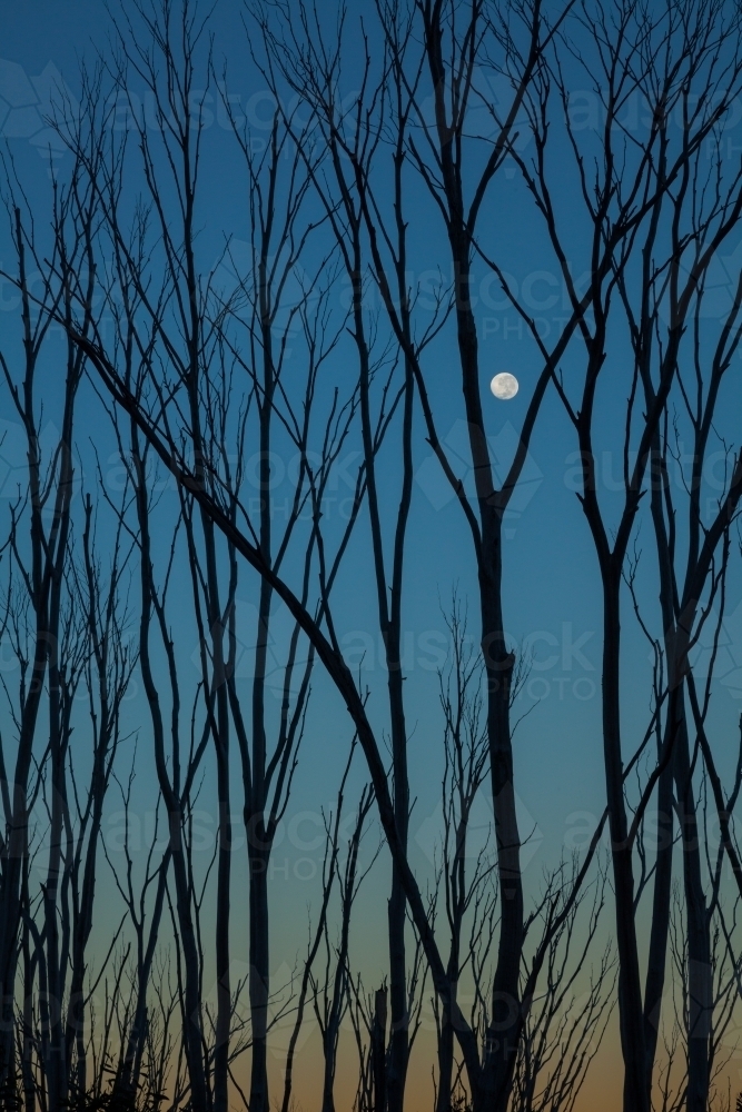 Burnt tree skeletons against evening sky with moon - Australian Stock Image