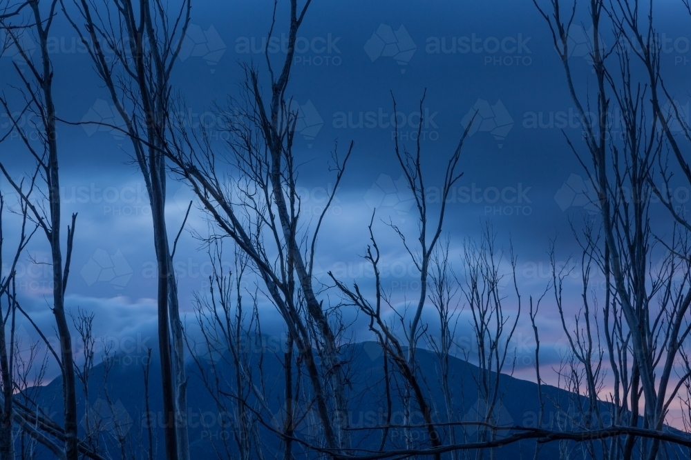 Burnt tree skeletons and mountain against blue evening sky - Australian Stock Image