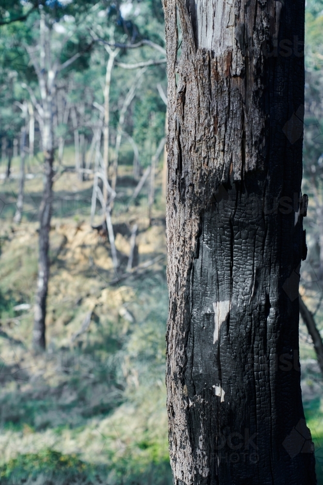 Burnt tree trunks in forest - Australian Stock Image