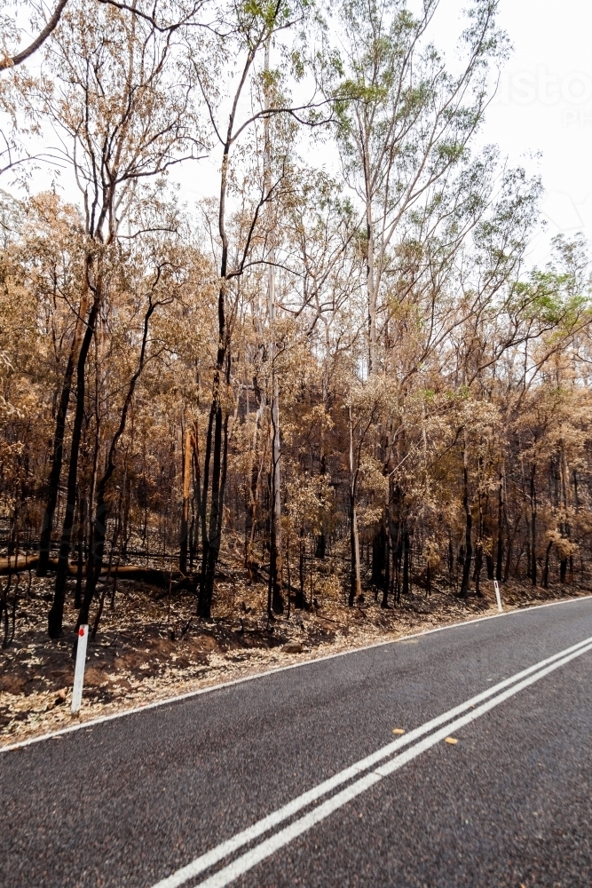 Burnt trees along road after bushfire - Australian Stock Image