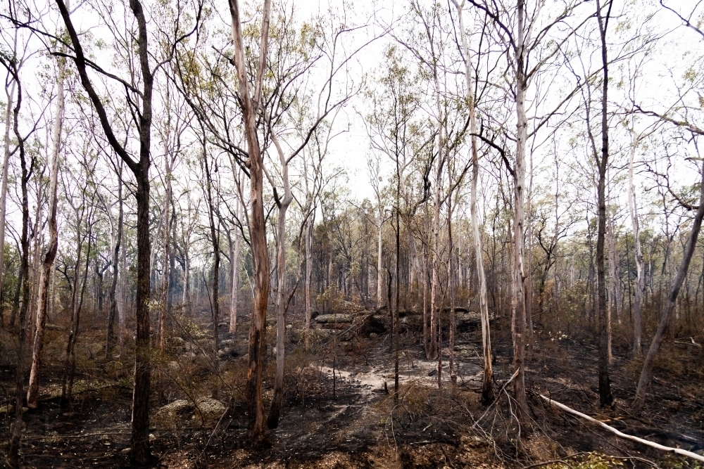 Burnt trees and charred land after backburning in Bulga - Australian Stock Image