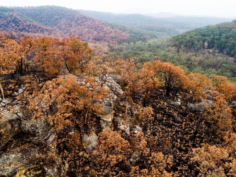 Burnt trees and land on hillside - Australian Stock Image