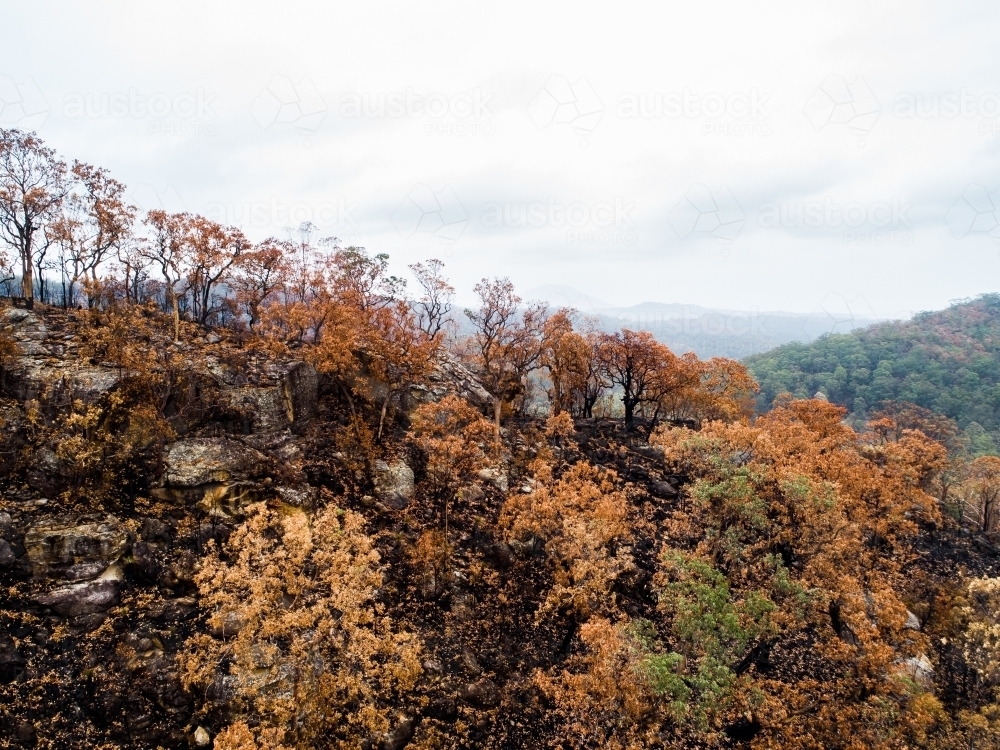 Burnt trees and land on hillside - Australian Stock Image
