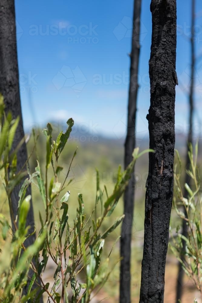 Burnt trees and regrowth in the Warrumbungle National Park - Australian Stock Image