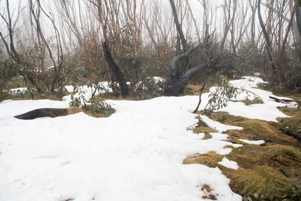 Burnt trees in the snow at Kosciuszko National Park : Austockphoto Burnt trees in the snow at Kosciuszko National Park - Australian Stock Image
