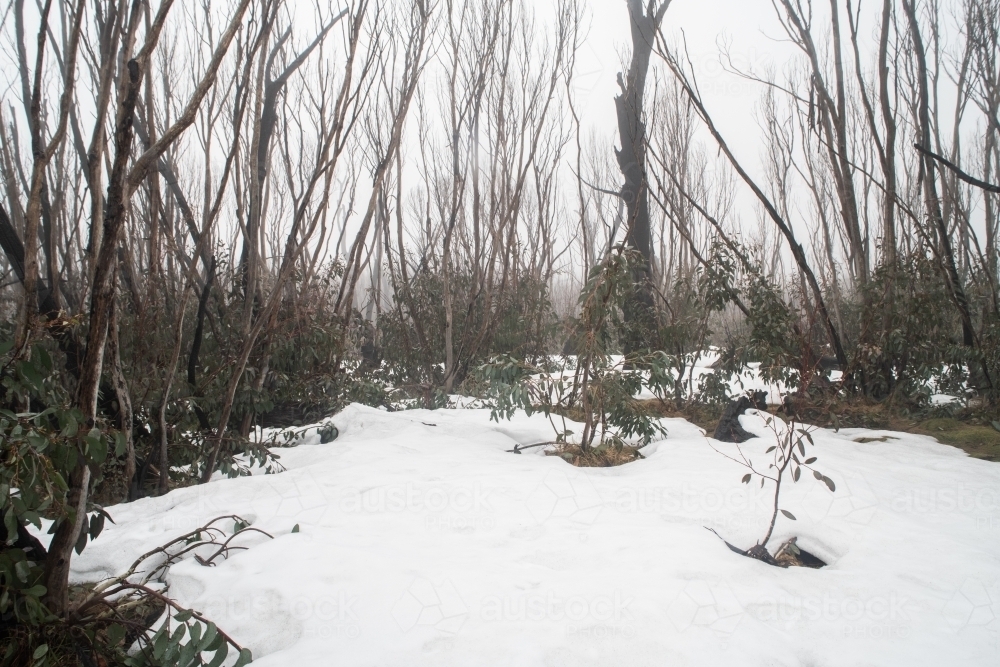 Burnt trees in the snow at Kosciuszko National Park - Australian Stock Image