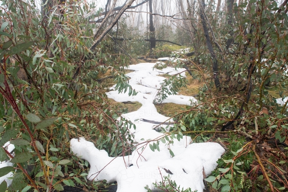 Burnt trees in the snow at Kosciuszko National Park - Australian Stock Image