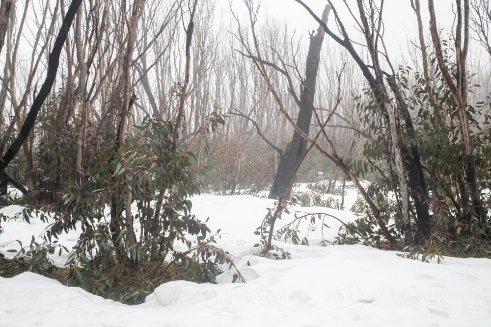 Burnt trees in the snow at Kosciuszko National Park - Australian Stock Image