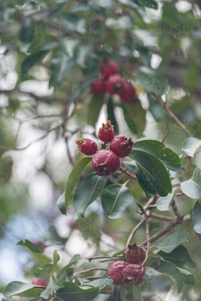 Bush Apple tree - australian bush tucker - Australian Stock Image
