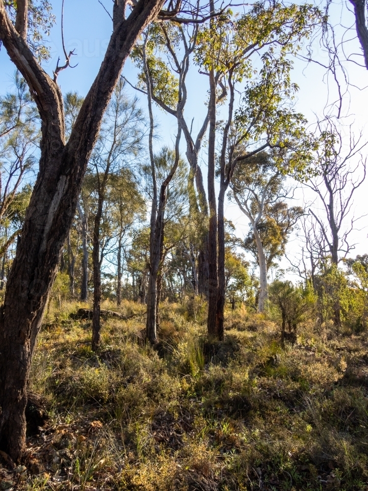 bush area with eucalyptus trees, jarrah, marri, wandoo and casuarina trees - Australian Stock Image