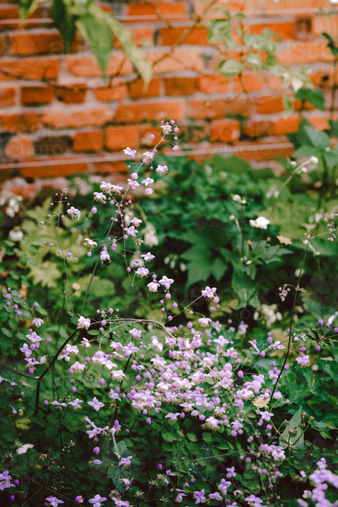 Bush clover blooming in front of rustic brick wall - Australian Stock Image