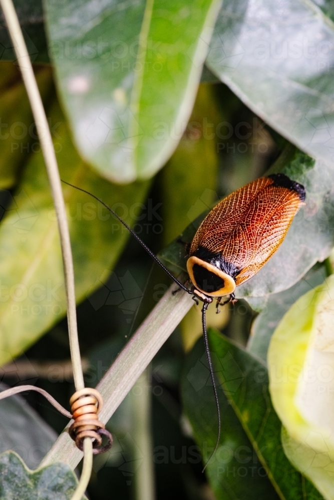 Bush Cockroach on Vine Branch - Australian Stock Image
