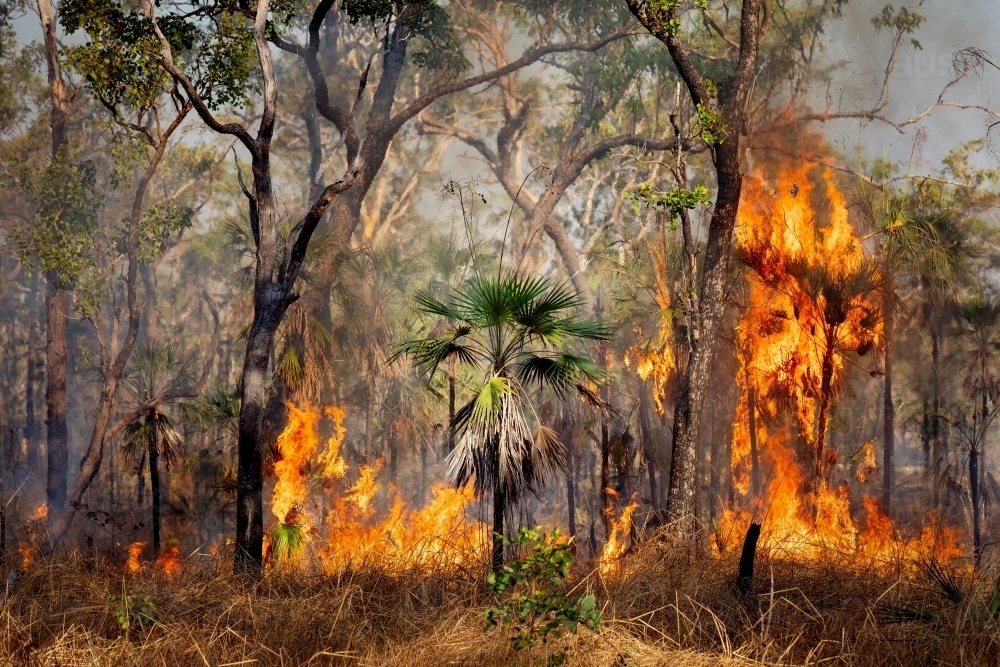 Bush Fire in Northern Territory - Australian Stock Image