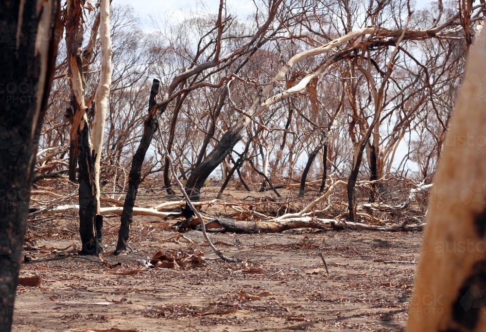 Bush landscape after bushfire - Australian Stock Image