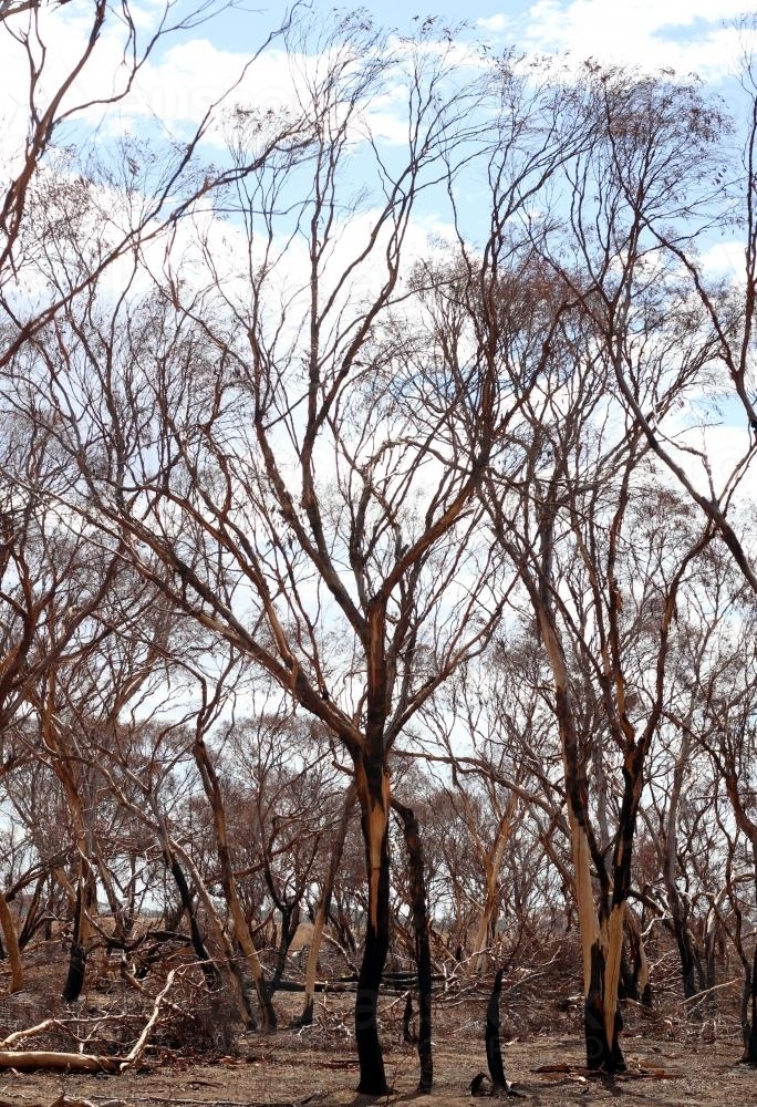 Bush landscape after bushfire - Australian Stock Image