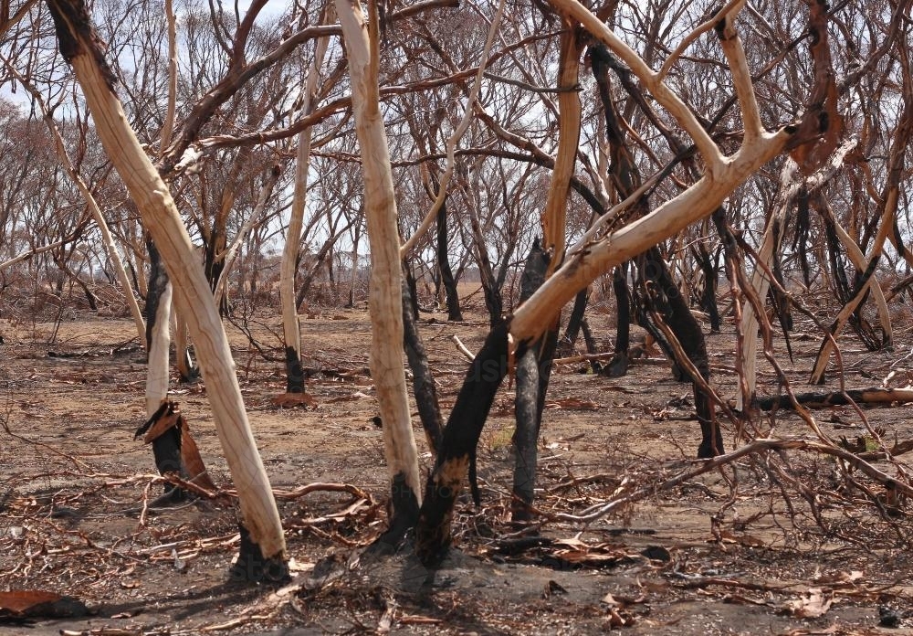 Bush landscape after bushfire - Australian Stock Image