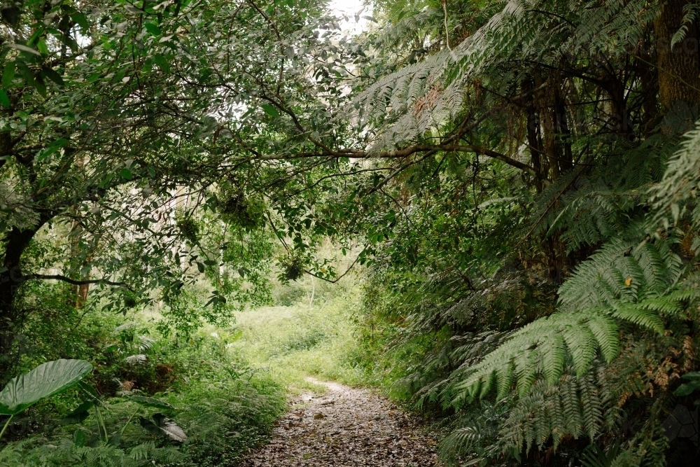 Bush Path - Australian Stock Image