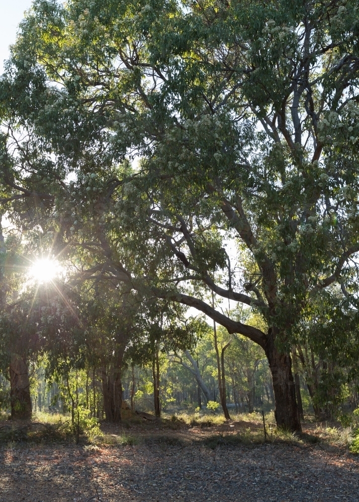 Bush scene with gum trees - Australian Stock Image