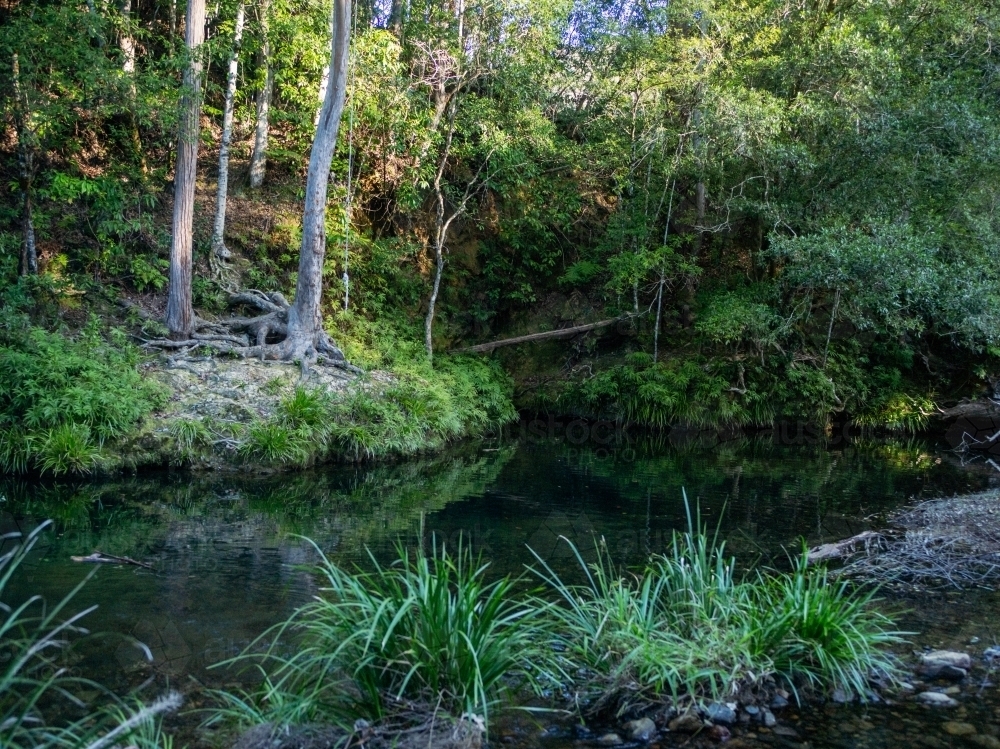 Bush scene with still water and riverbank - Australian Stock Image