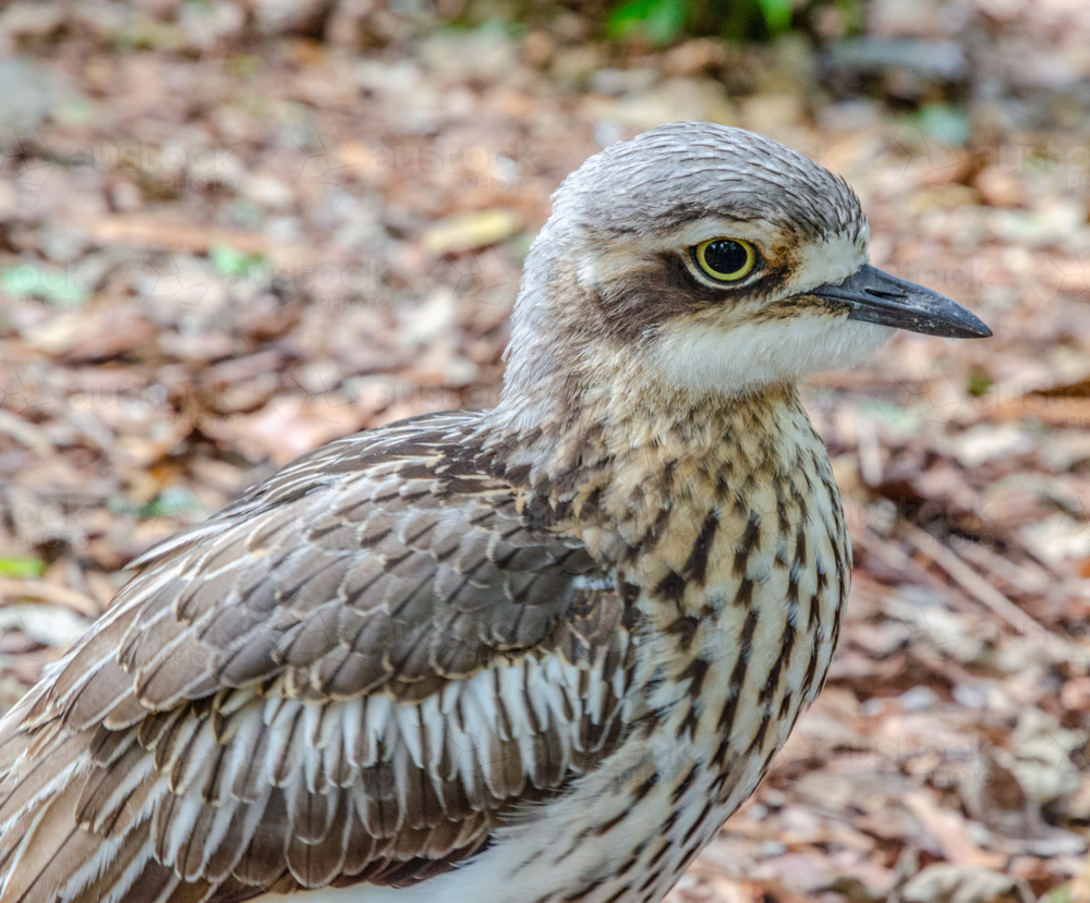 Bush Stone-curlew, also Bush Thick-Knee (Burhinus grallarius) - Australian Stock Image