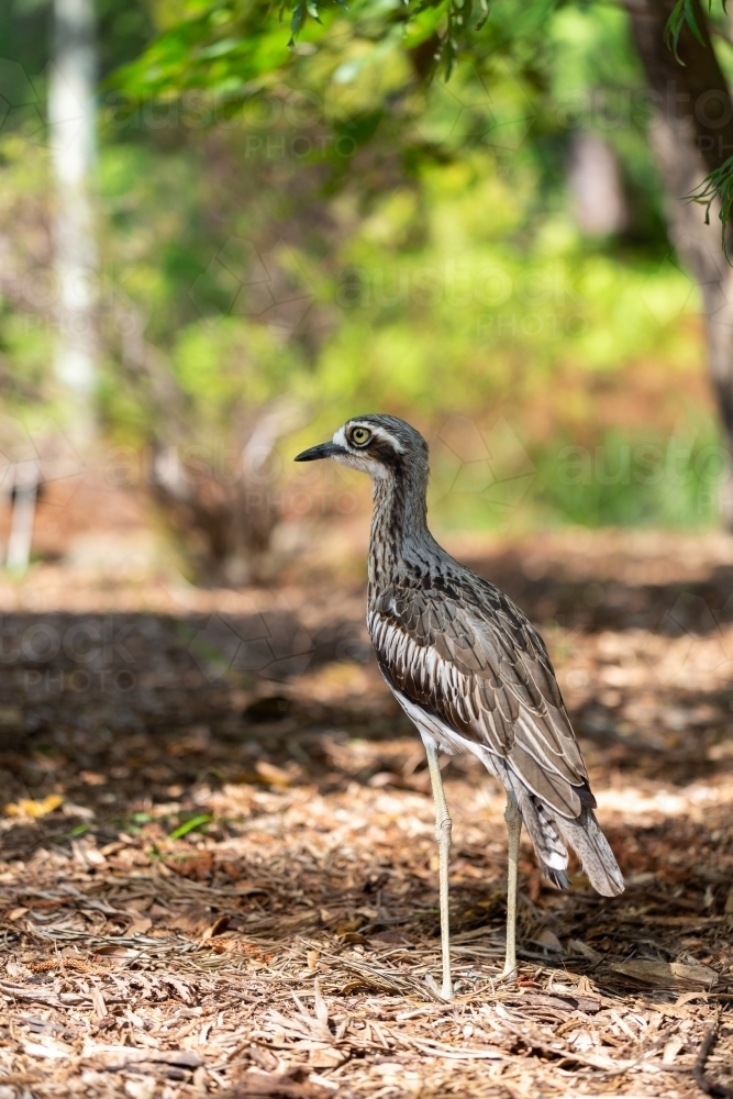 Bush Stone-curlew Burhinus grallarius Burhinidae - Australian Stock Image