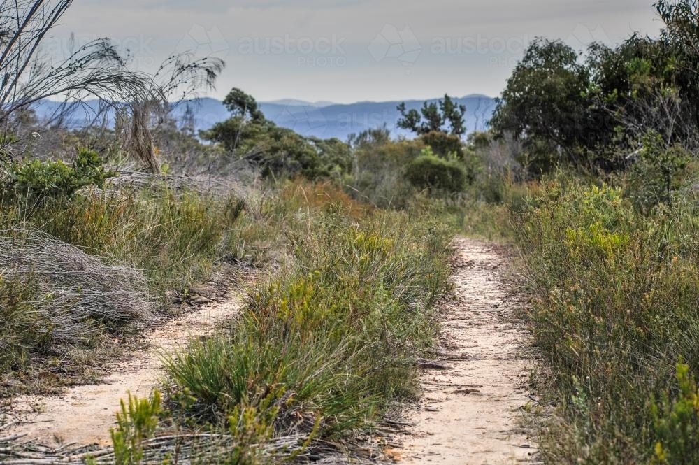Bush Track - Australian Stock Image
