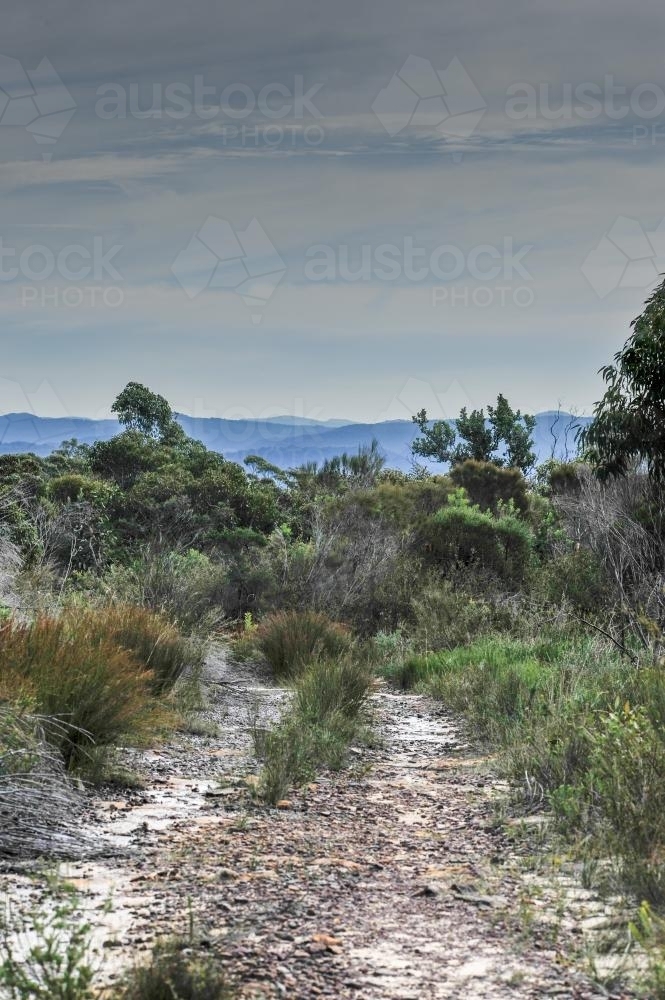 Bush Track - Australian Stock Image