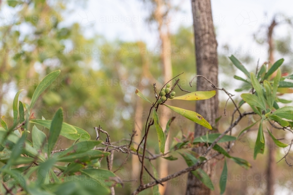 Bush Tucker, Milky Plums - Australian Stock Image