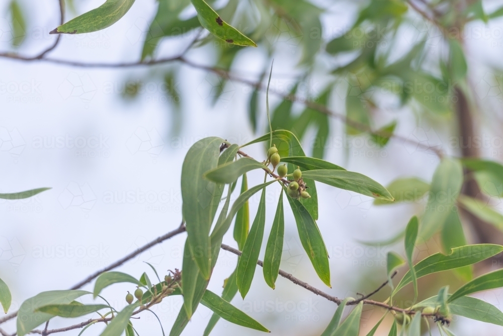 Bush Tucker, Milky Plums - Australian Stock Image
