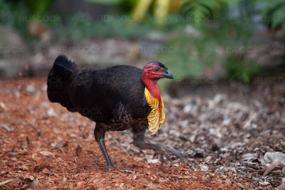 Bush Turkey in a garden - Australian Stock Image
