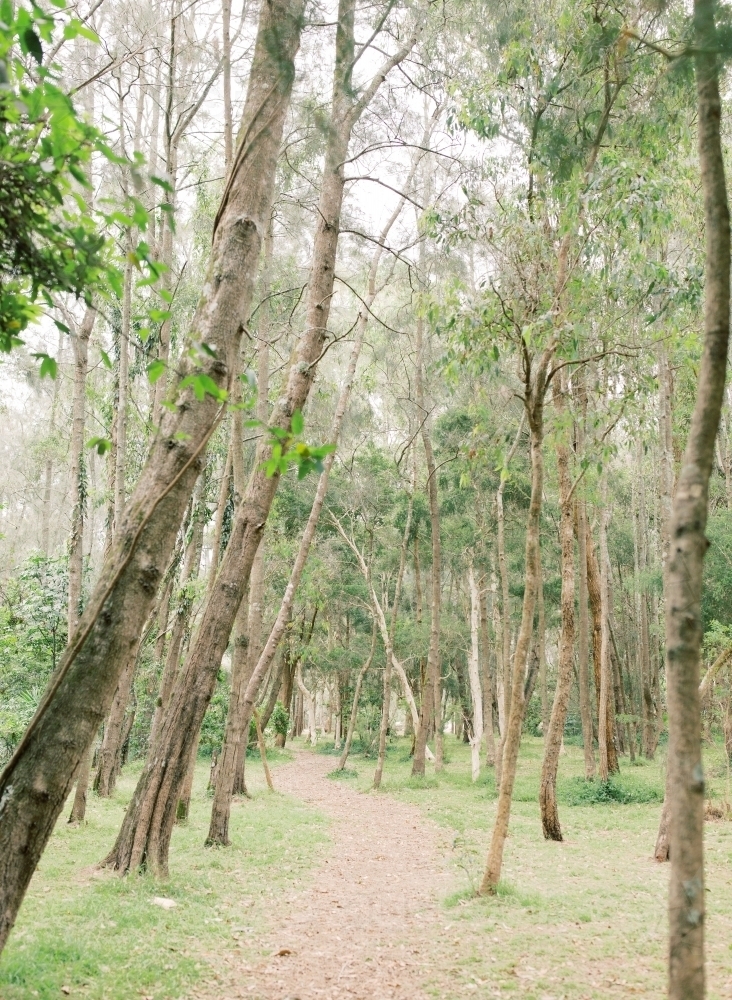 Bushand with Native Trees - Australian Stock Image