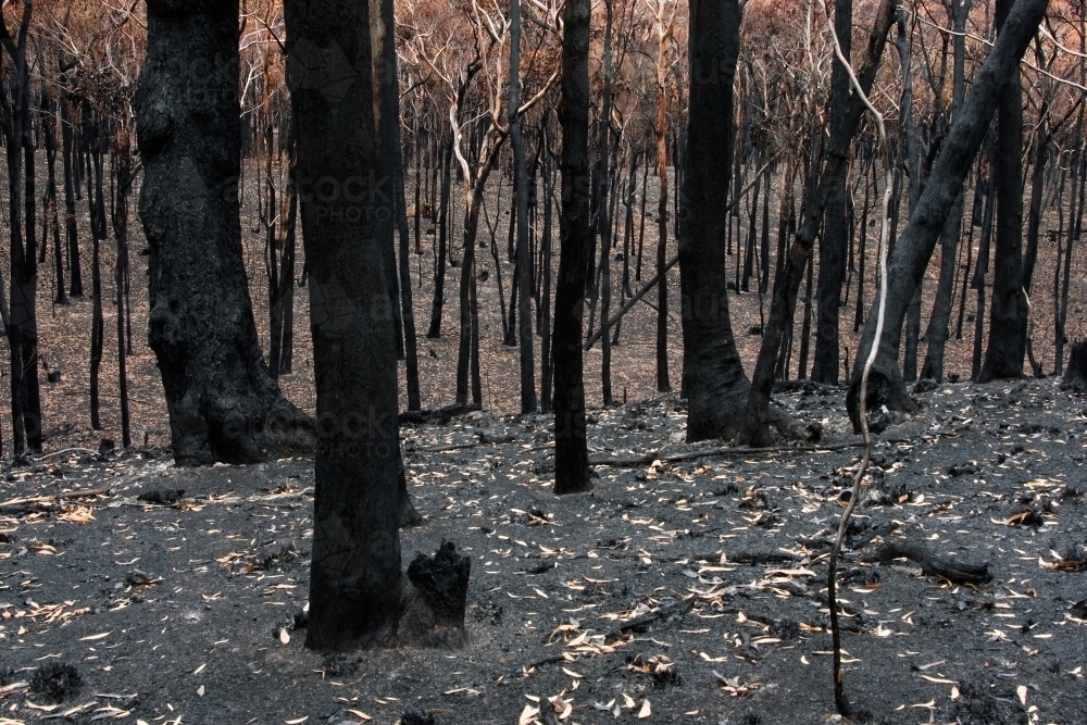 Bushfire aftermath - Australian Stock Image