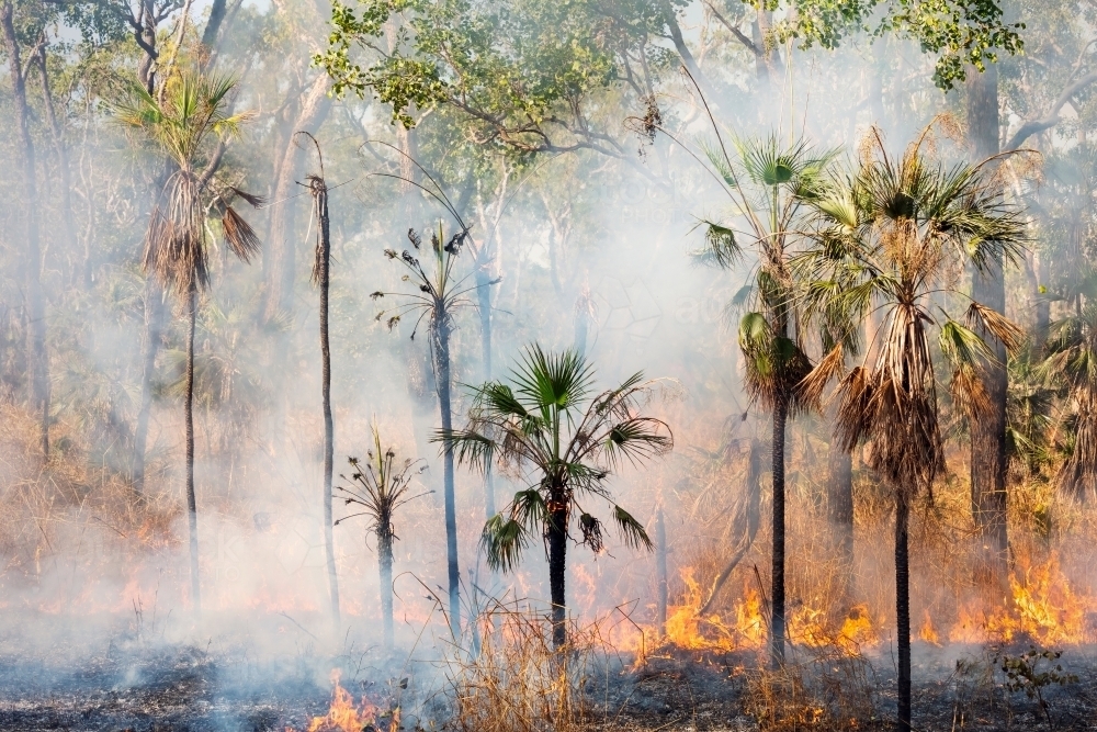 Bushfire burning in the Top End - Australian Stock Image