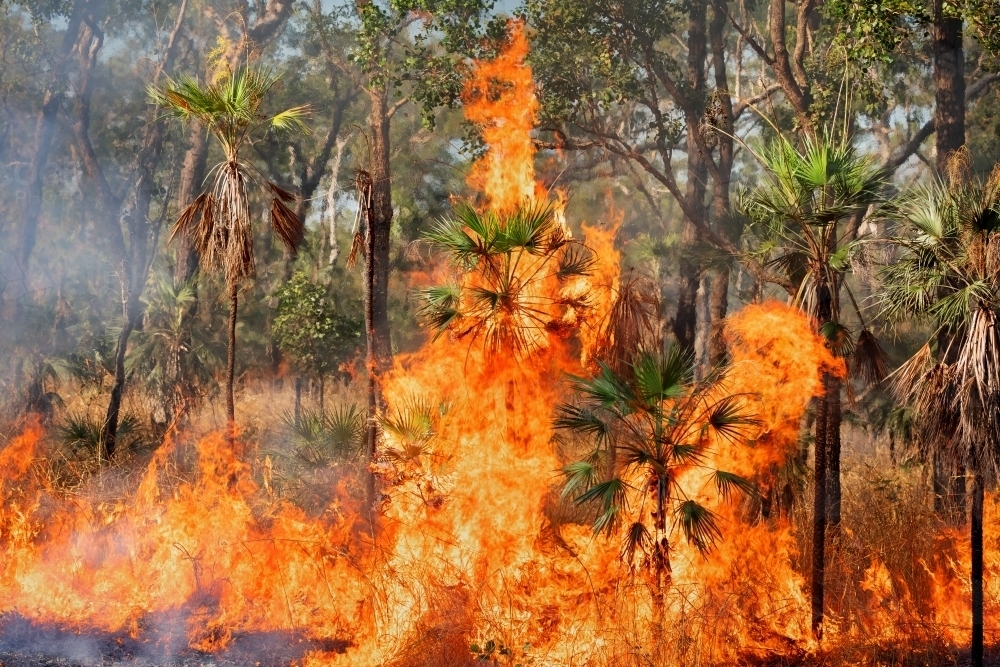Bushfire in the Top End - Australian Stock Image