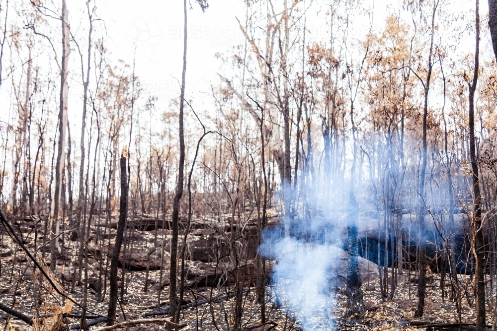 Bushfire smoke from still smoldering log in fireground - Australian Stock Image
