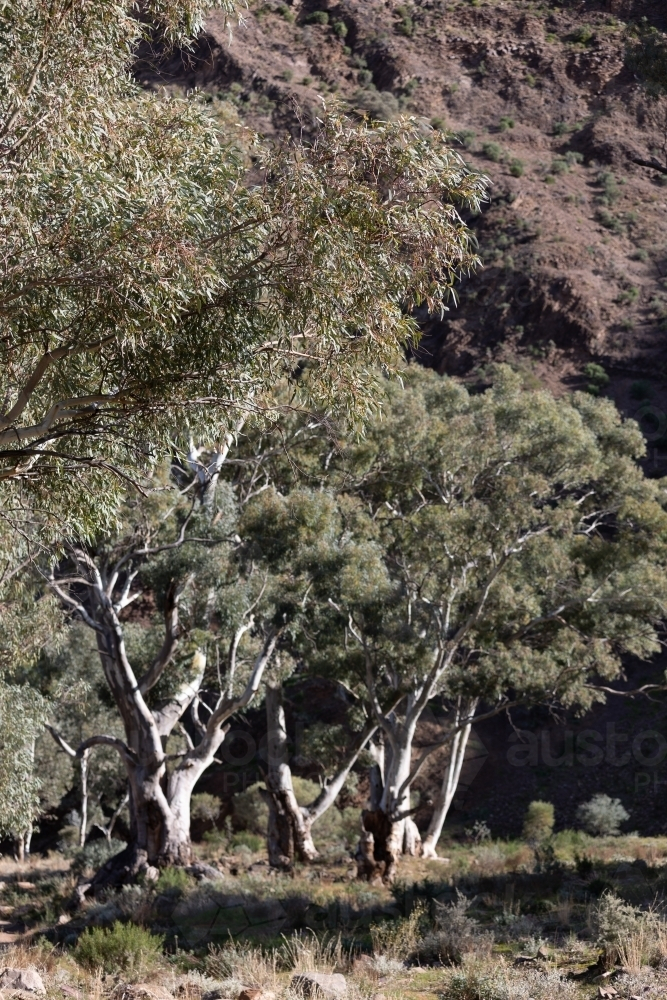 Bushland and cliff in the afternoon - Australian Stock Image