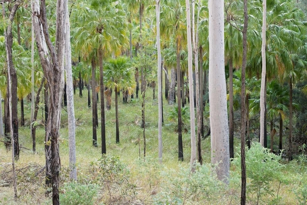 Bushland - Australian Stock Image
